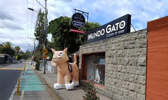 mundo Gato cumbaya