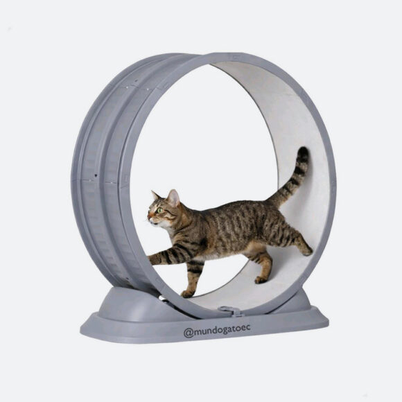 Rueda de ejercicio para gatos